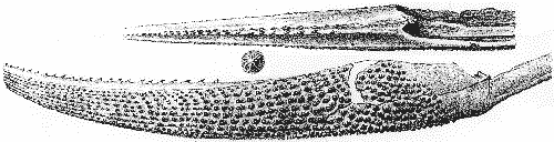 Aiguillon ASTERACANTHUS